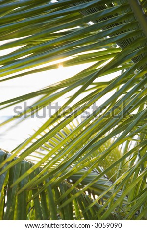 Close up of palm frond against in Maui, Hawaii, USA.