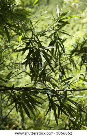 Bamboo leaves against green background in Maui, Hawaii, USA.