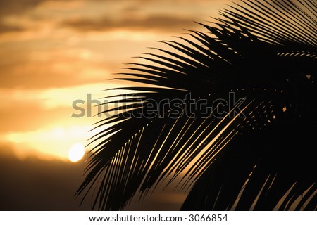 Palm leaf silhouette against sunset in Maui, Hawaii, USA.
