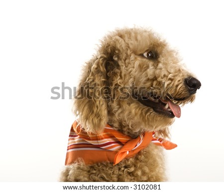 goldendoodle puppy cut. stock photo : Goldendoodle dog