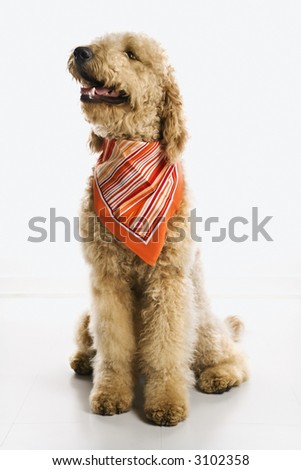 goldendoodle dogs pictures. stock photo : Goldendoodle dog