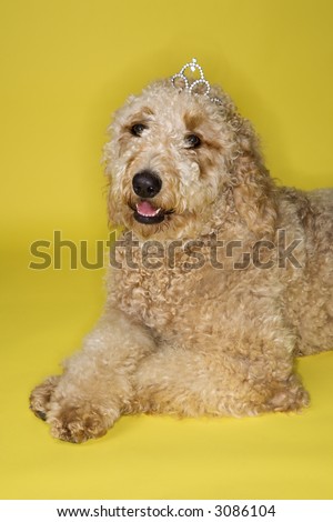 goldendoodle puppy. stock photo : Goldendoodle dog