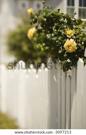 White picket fence with rose bush with blooming yellow roses.
