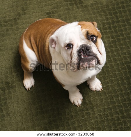 English bulldog puppy sitting on carpet looking up at viewer.