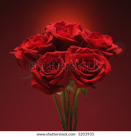 Bouquet of red roses against red background.