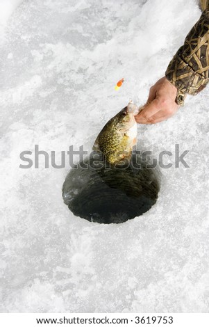 Male hand pulling sunfish out of hole in frozen Green Lake in Minnesota.