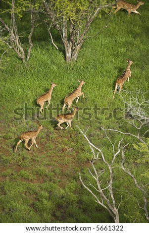 Axis Deer Maui