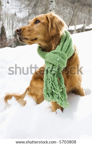 Side view of Golden Retriever sitting in snow wearing green scarf.