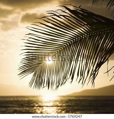 Palm trees silhouetted against sun setting over Pacific ocean in Maui, Hawaii.