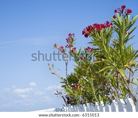 Tall Picket Fence