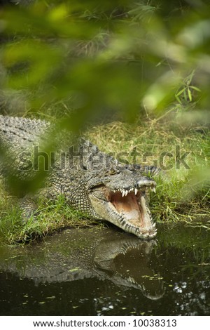 Crocodile with mouth wide open by water edge in Australia.