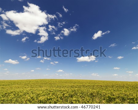 Rural field of green crops extending to the horizon with a blue sky. Horizontal shot.