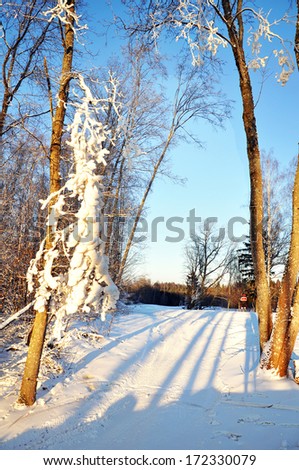 sunny winter forest with beautiful shadows