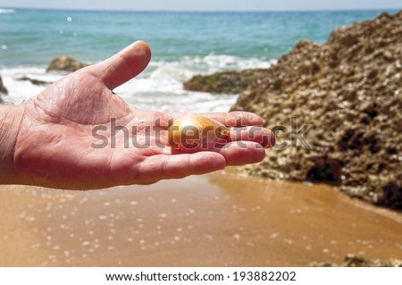 shell in a man\'s hand on the background of the sea