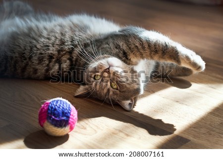 gray cat plays with a toy