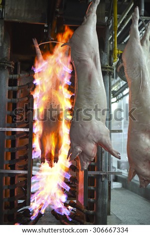 pig skin on the meat production