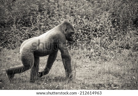 photo of a gorilla posing nicely in a zoo, processed in black and white, unfocused
