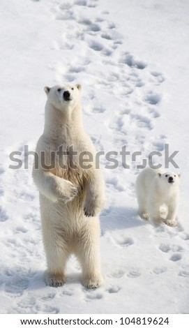 Standing female polar bear with cub