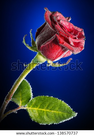 Beautiful rose close-up photo with carbon dioxide bubbles, red-black background