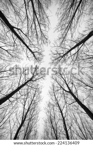 Black and white forest of trees photographed from below - the effect abstract