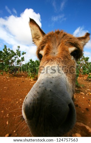 Close up of Donkey with Blues Sky and White Clouds