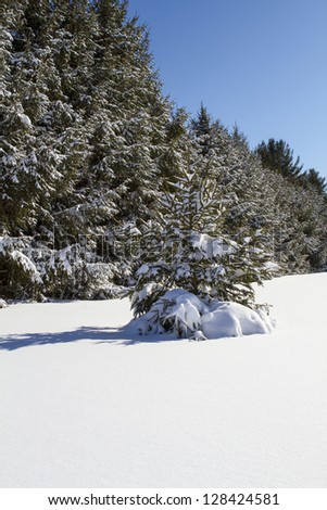 Large Snow Covered Trees with Small Single Tree