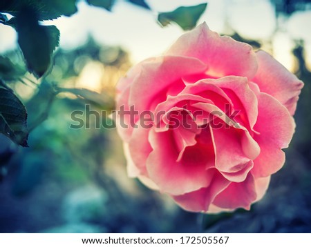 Beautiful Rose Flower. Macro Closeup.