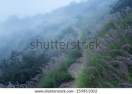 Hiking trail in morning fog in Hollywood Hills, California