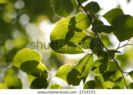 Close up of green leaves on a tree