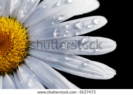 Macro close-up of a daisy flower isolated on black. Shallow DOF, focus on water drops.
