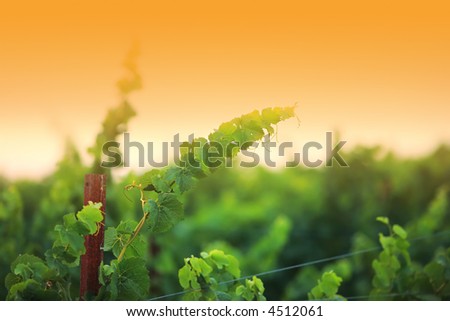 Vine plants close-up, shallow DOF. Napa Valley, California, USA.