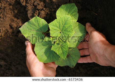 Two hands planting a newly born cucumber plant into soil.