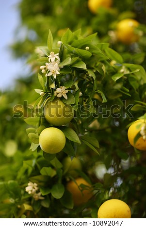 Blossoming greapfruit tree with fruits and flowers