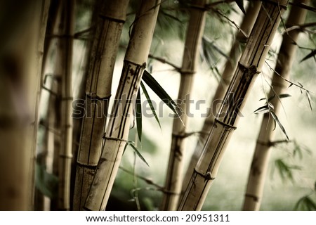 bamboo forest wallpaper. stock photo : Bamboo forest