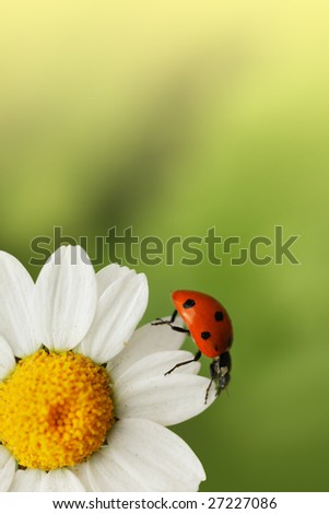Ladybug on daisy flower. Macro close-up, shallow DOF.