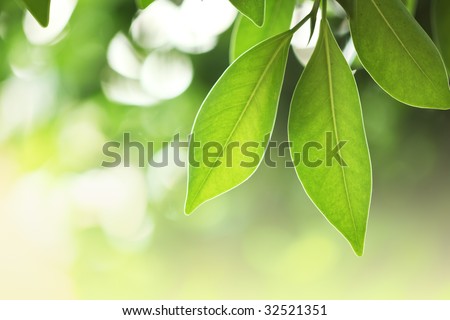 Beautiful fresh green leaves macro close-up