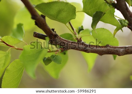 branch close up