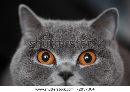 Scottish cat portrait with eyes wide open. Closeup.