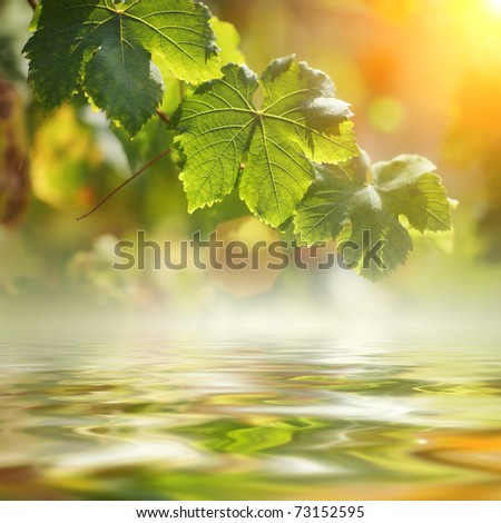 Grape leaves over water. Shallow DOF.