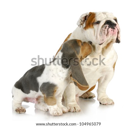 puppy love - cute basset hound and english bulldog together on white background
