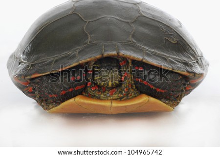 turtle hiding - western painted turtle inside its shell on white background