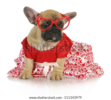 French Bulldog Outfit