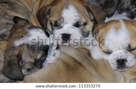 sleeping puppies - pile of sleeping english bulldog puppies 7 weeks old