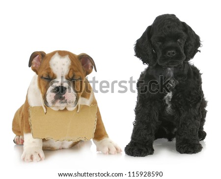 two puppies cocker spaniel and english bulldog puppy with sign around neck 7 weeks old two puppies cocker spaniel and english bulldog puppy with sign around neck 7 weeks old
