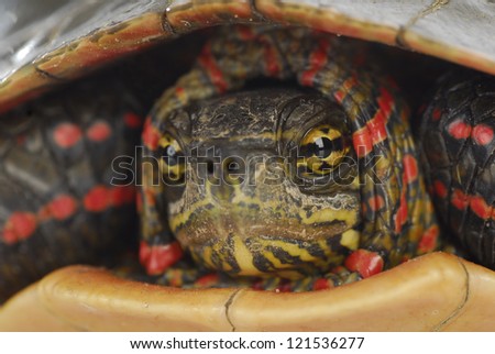turtle hiding - western painted turtle inside its shell on white background