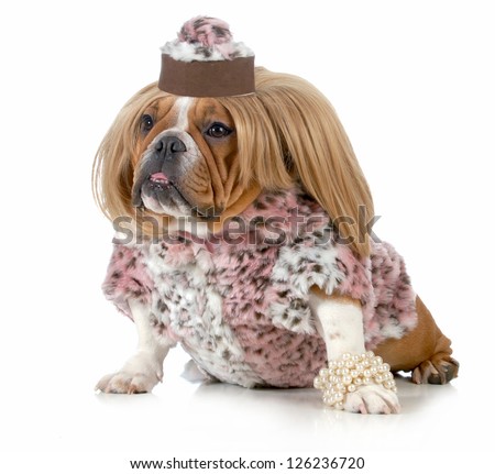 female bulldog wearing blonde wig and fur coat isolated on white background female bulldog wearing blonde wig and fur coat isolated on white background