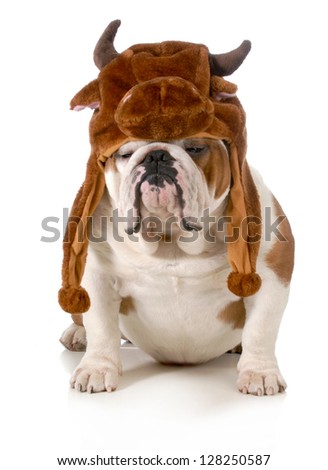 bulldog - english bulldog dressed up like a bull isolated on white background