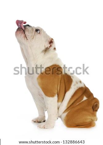 dog licking english bulldog with tongue stuck out licking with silly expression isolated on white background dog licking english bulldog with tongue stuck out licking with silly expression isolated on white background