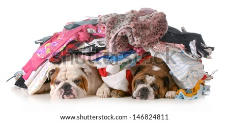 spring cleaning - two english bulldogs laying under a pile of clothes isolated on white background