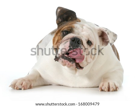 dog panting - english bulldog with tongue stuck out to the side isolated on white background